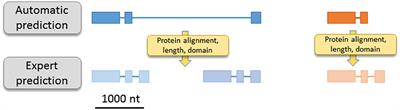 Automatic Prediction and Annotation: There Are Strong Biases for Multigenic Families